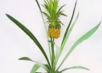 Come far crescere un ananas in casa