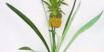 Come far crescere un ananas in casa