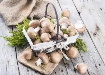 Ricette con funghi chapignon