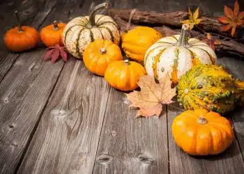 zucca proprietà
