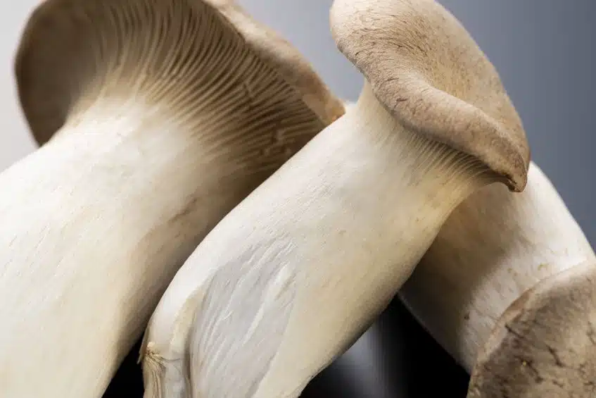 Cardoncello Pleurotus eryngii