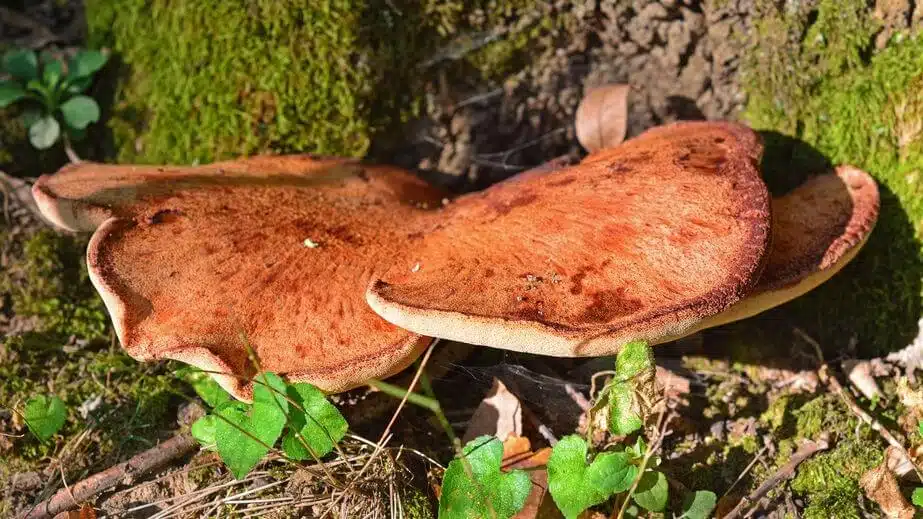 Lingua di bue Fistulina hepatica