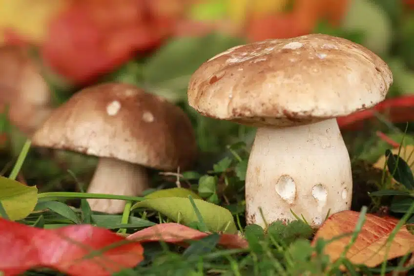 Porcino Boletus edulis