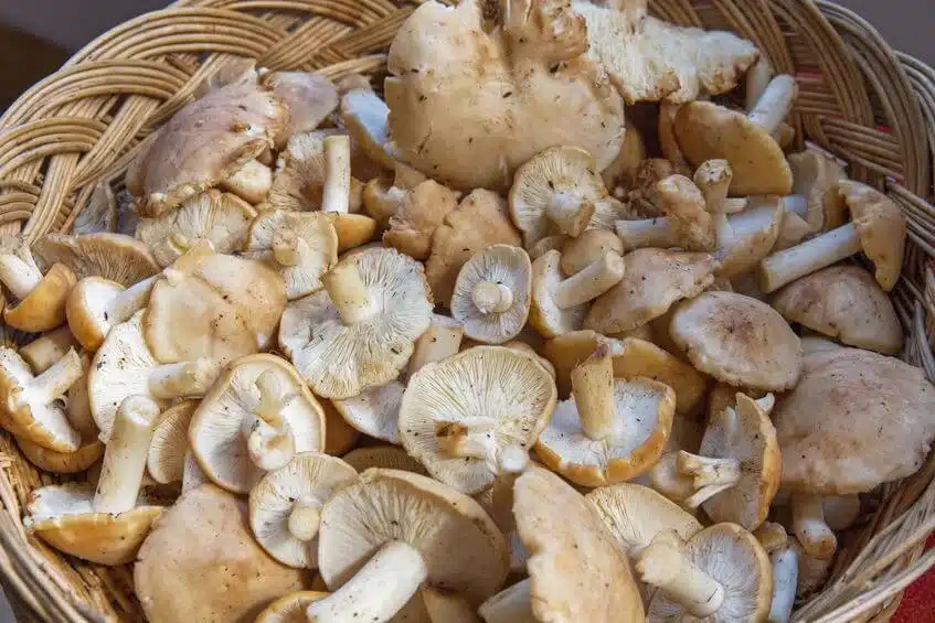 prugnolo Calocybe gambosa