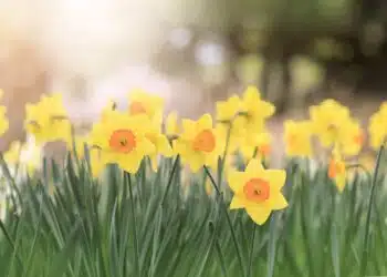 canzoni sulla primavera