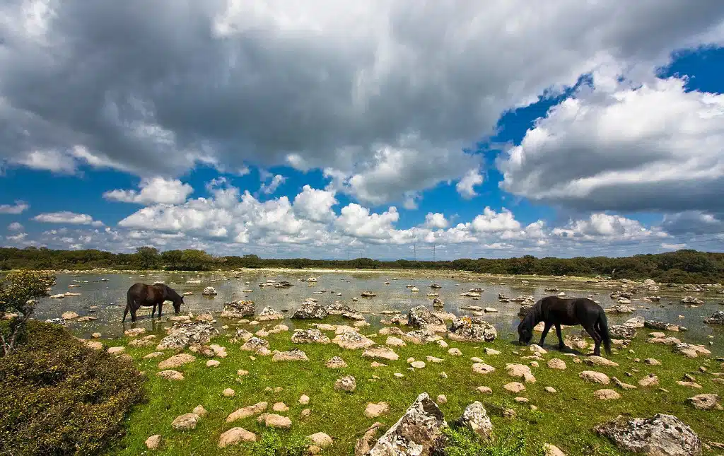 Giara dei Gesturi Sardegna