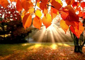 Le 30 frasi più belle sull’autunno