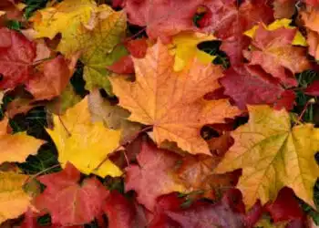 le più belle canzoni sull'autunno