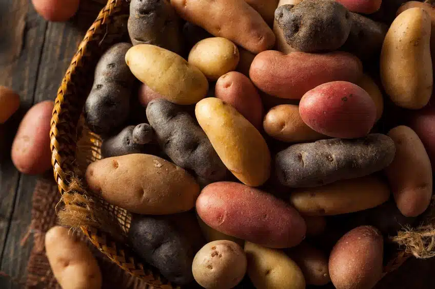patate usi ricette proprietà