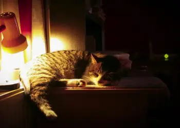 frasi buonanotte divertenti simpatiche originali