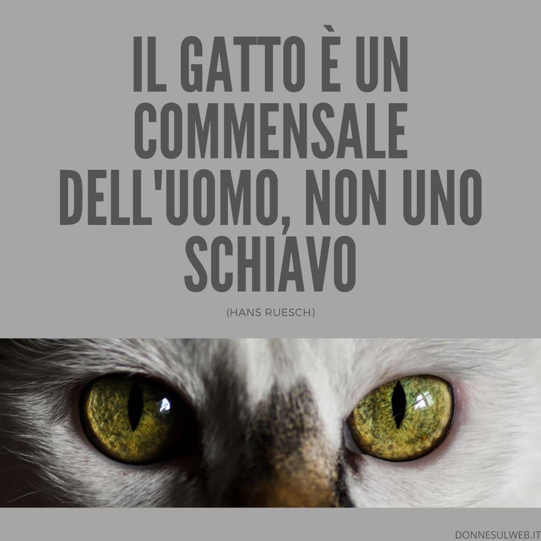 frasi belle gatti immagini