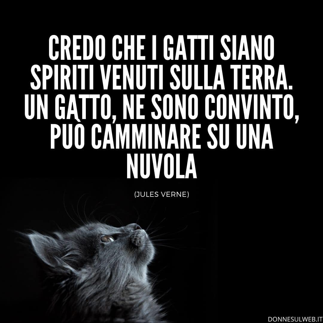 belle frasi gatti