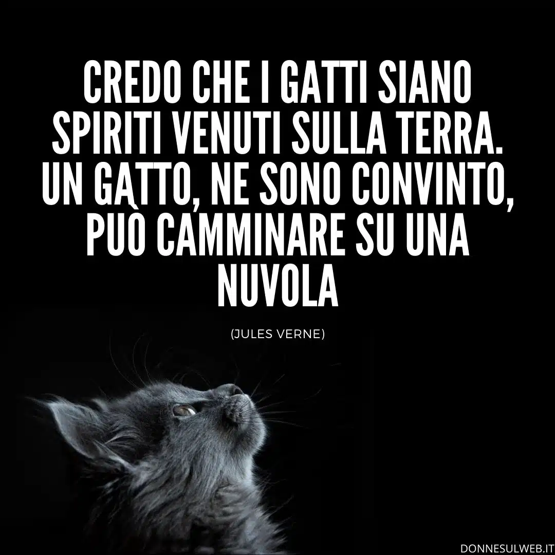 belle frasi gatti