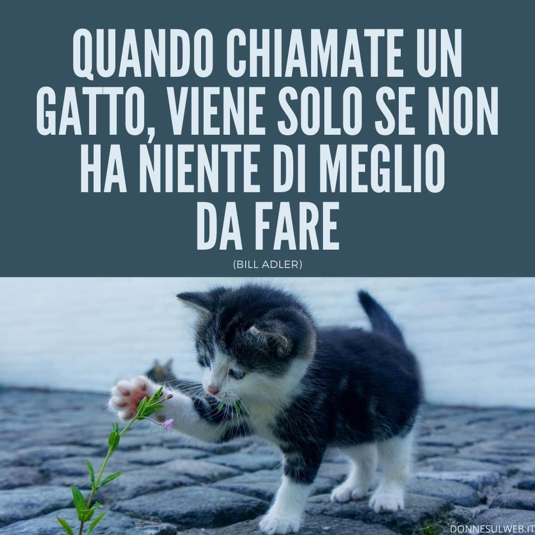 FRASI GATTI (2)