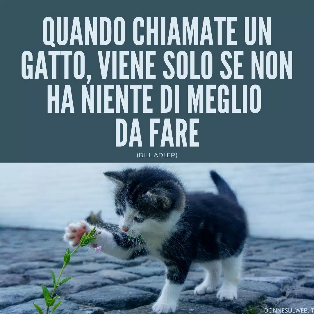 FRASI GATTI (2)