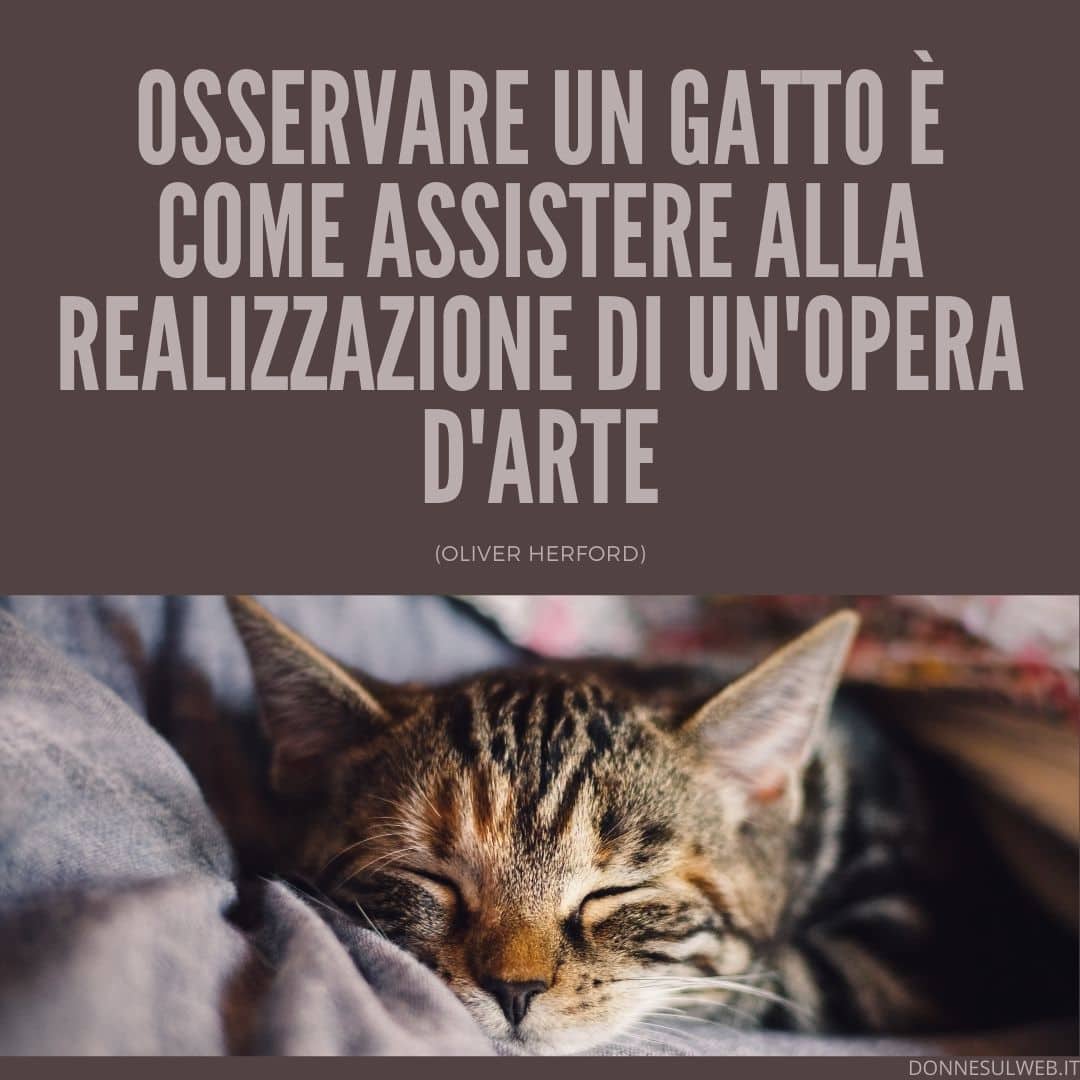 frasi belle gatti