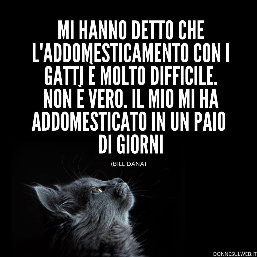 frasi belle gatti