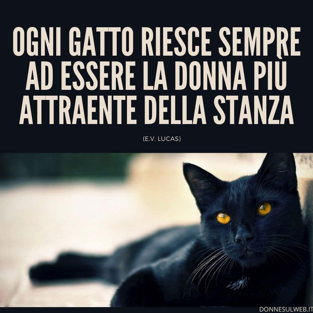 frasi belle e divertenti sui gatti