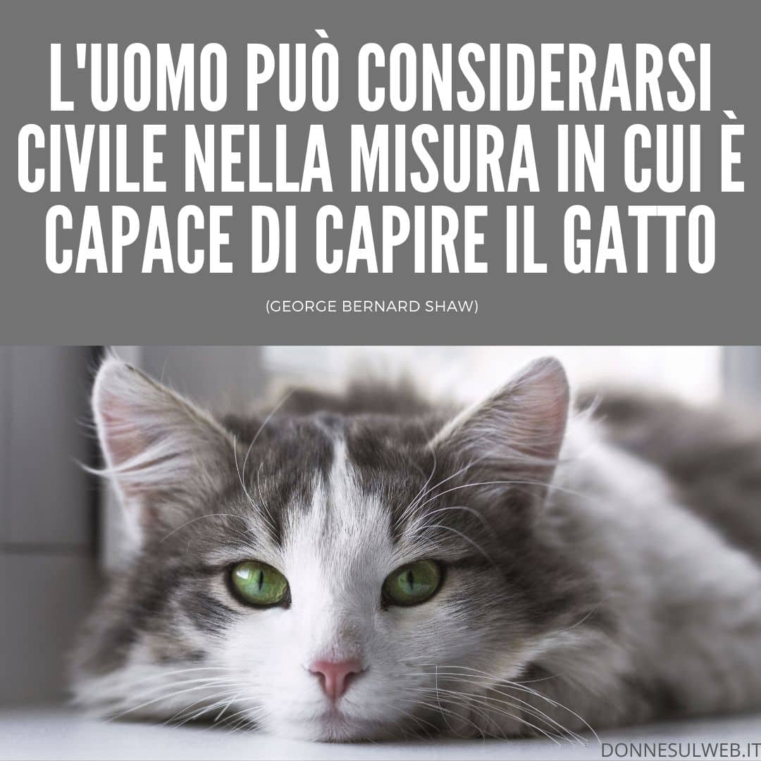 Frasi belle sui gatti. Citazioni divertenti sugli animali più divertenti |  Immagini