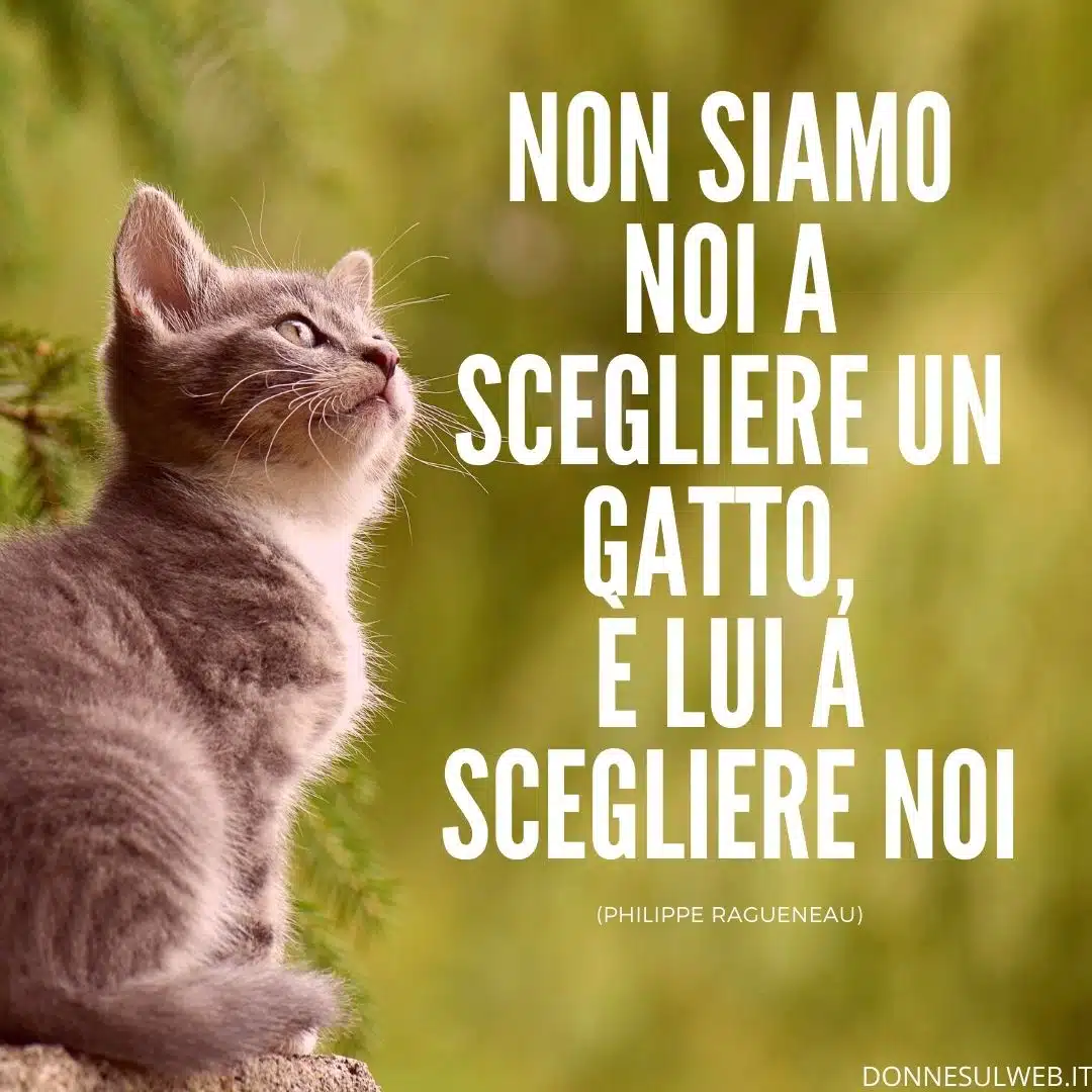 Frasi belle sui gatti. Citazioni divertenti sugli animali più divertenti |  Immagini