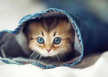 Frasi belle sui gatti. Citazioni divertenti sugli animali più divertenti