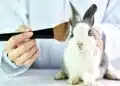 prodotti testati su animali 2021