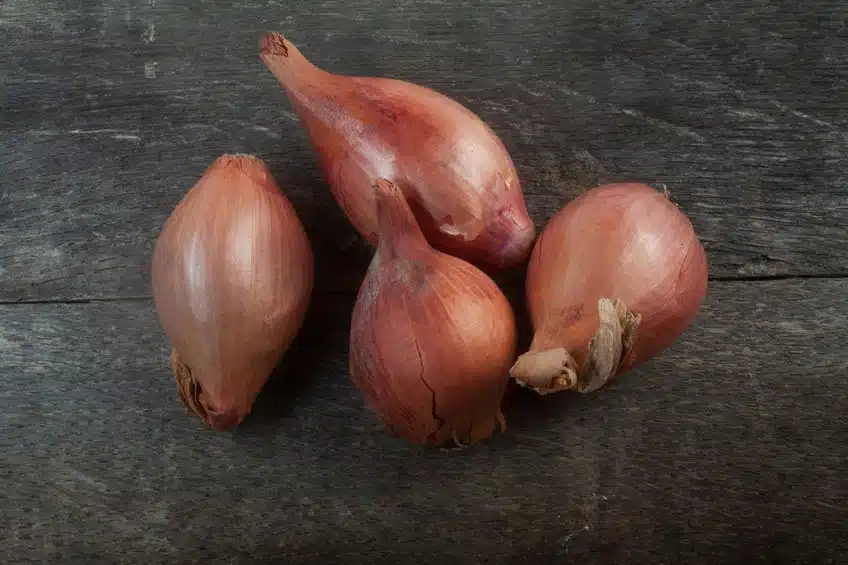 scalogno come usarlo propprietà