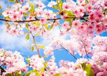 frasi sulla primavera