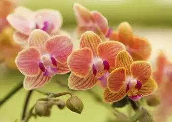 Frasi sui fiori. Le 50 più belle