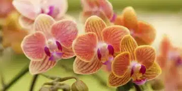 Frasi sui fiori. Le 50 più belle
