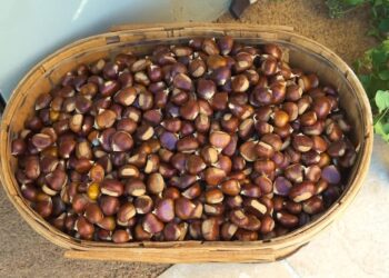 come conservare le castagne fresche