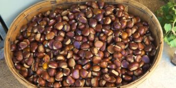 come conservare le castagne fresche