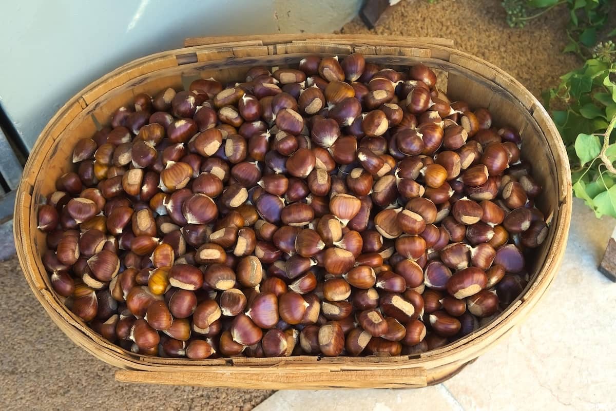 come conservare le castagne fresche